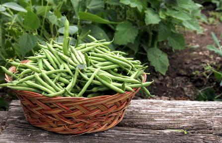 Green beans in a wicker basket